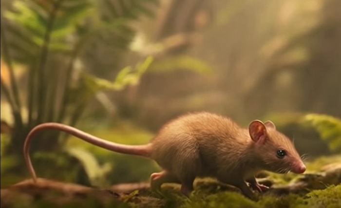 ����������� ������������� ��