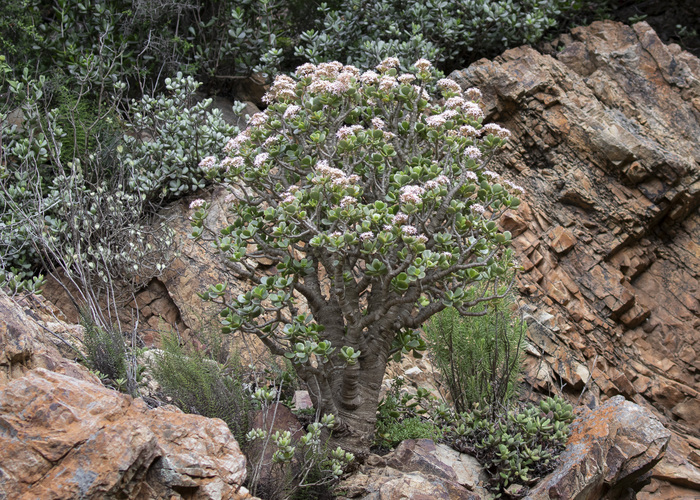 Цветущая толстянка в провинции Восточный Кейп. Фото A. Harmse с сайта <!--noindex--><a href="https://pikabu.ru/story/tolstyanka__denezhnoe_derevo_13580604?u=http%3A%2F%2Finaturalist.org&t=inaturalist.org&h=36da29dc9fa38f53878b53b1ea8a2c5941d0e9cc" title="http://inaturalist.org" target="_blank" rel="nofollow noopener">inaturalist.org</a><!--/noindex-->.
