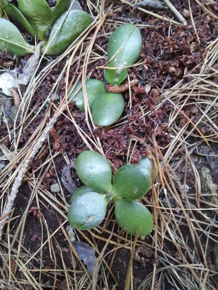 Ростки толстянки яйцевидной (Новая Зеландия). Фото P. de Lange с сайта <!--noindex--><a href="https://pikabu.ru/story/tolstyanka__denezhnoe_derevo_13580604?u=http%3A%2F%2Finaturalist.org&t=inaturalist.org&h=36da29dc9fa38f53878b53b1ea8a2c5941d0e9cc" title="http://inaturalist.org" target="_blank" rel="nofollow noopener">inaturalist.org</a><!--/noindex-->. 