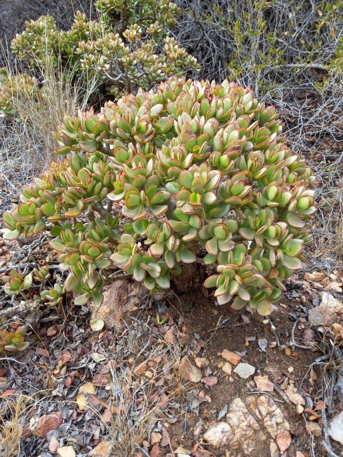 Молодая толстянка на каменистом склоне в провинции Восточный Кейп, ЮАР. Фото C. Viljoen с сайта <!--noindex--><a href="https://pikabu.ru/story/tolstyanka__denezhnoe_derevo_13580604?u=http%3A%2F%2Finaturalist.org&t=inaturalist.org&h=36da29dc9fa38f53878b53b1ea8a2c5941d0e9cc" title="http://inaturalist.org" target="_blank" rel="nofollow noopener">inaturalist.org</a><!--/noindex-->. 