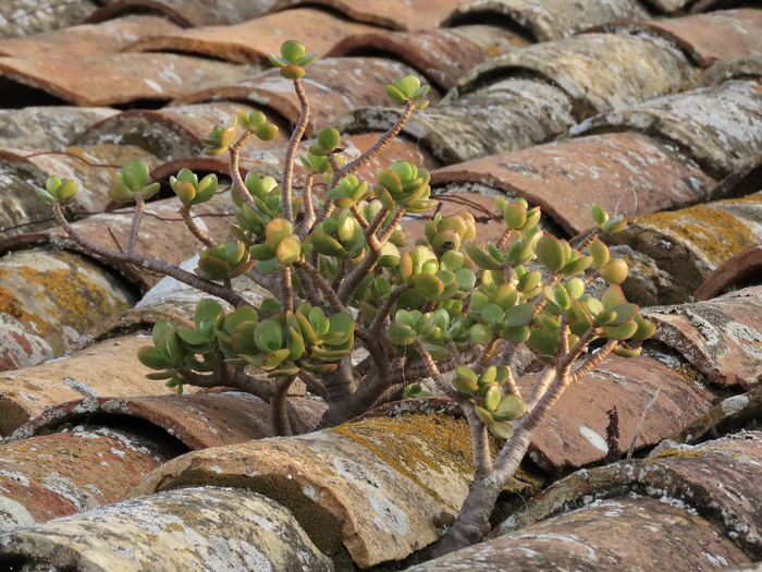 Толстянка на крыше дома, Португалия. Фото A. Moyano с сайта <!--noindex--><a href="https://pikabu.ru/story/tolstyanka__denezhnoe_derevo_13580604?u=http%3A%2F%2Finaturalist.org&t=inaturalist.org&h=36da29dc9fa38f53878b53b1ea8a2c5941d0e9cc" title="http://inaturalist.org" target="_blank" rel="nofollow noopener">inaturalist.org</a><!--/noindex-->. 
