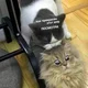 ����� ����� ������ ���� �����������
