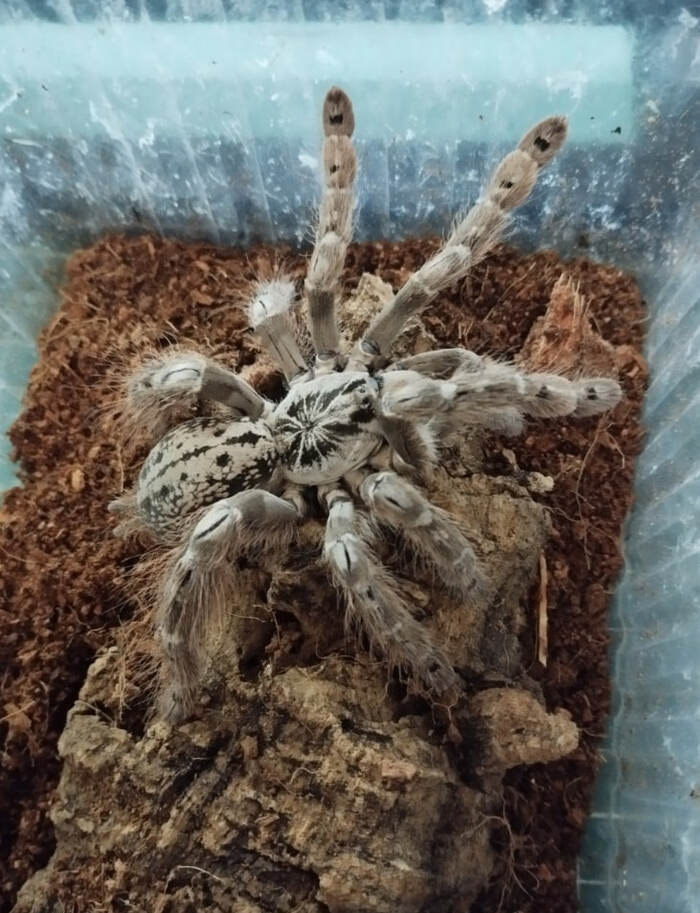 ��������� ����