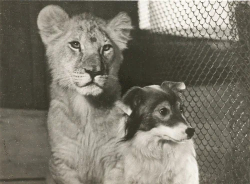 ���� �� ������ �.��������