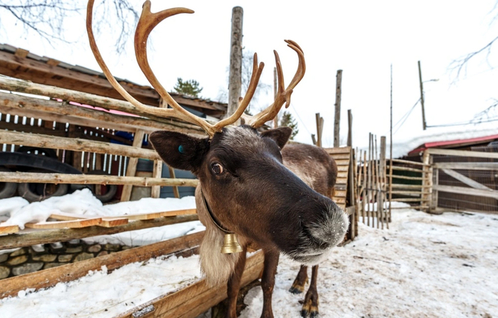 ����: ������� ��������, ��������-������ ����������� �������