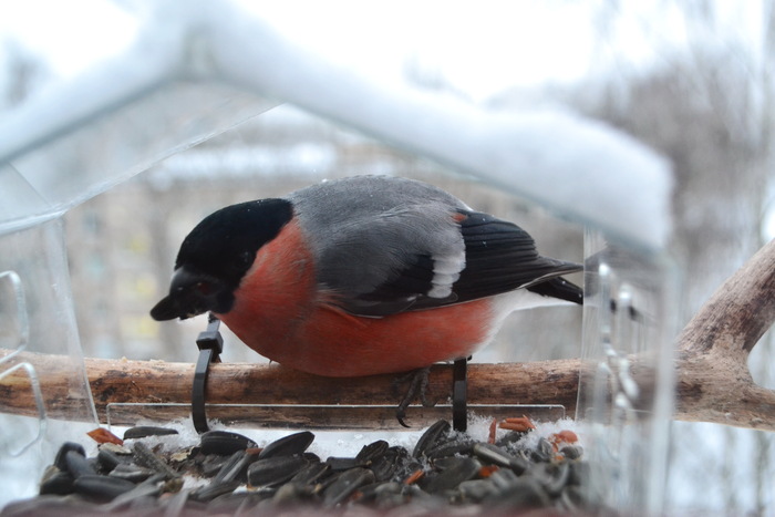 � �����-����� ���