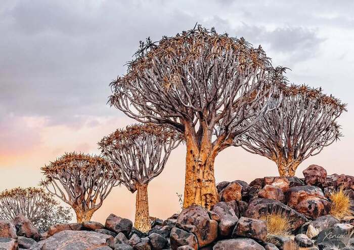 ������ ������