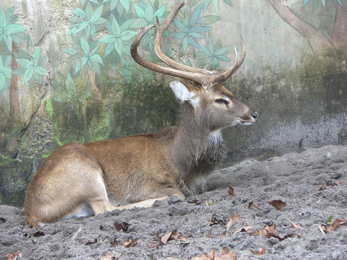 C����� (Rucervus eldii eldii)