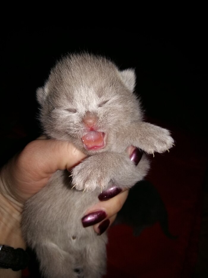 ����� ����� ���))