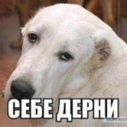 UltraAHYC.nca