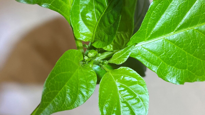 ������ �������� ��� ������� ������