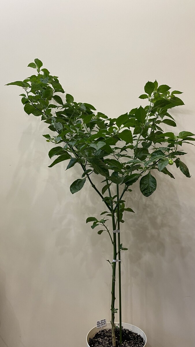 �������� ������� �����