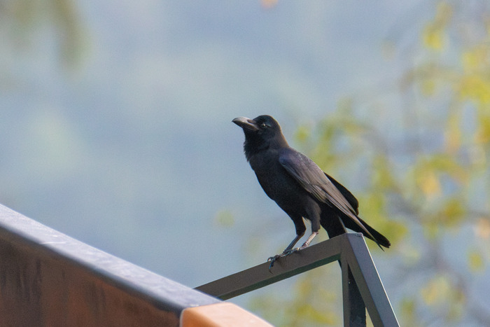 ������������ ������