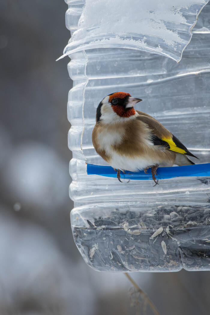 (���� �� �������� ��� ������� ��������)