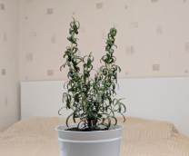 �������� �� ��������