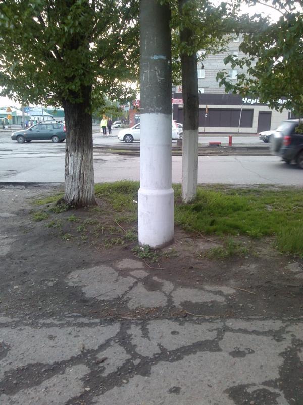 Морозобой, а не ожог: трещины стволов плодовых деревьев и как этого избежать