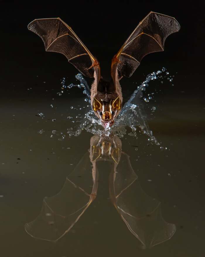 ��������-��������� ���� ����