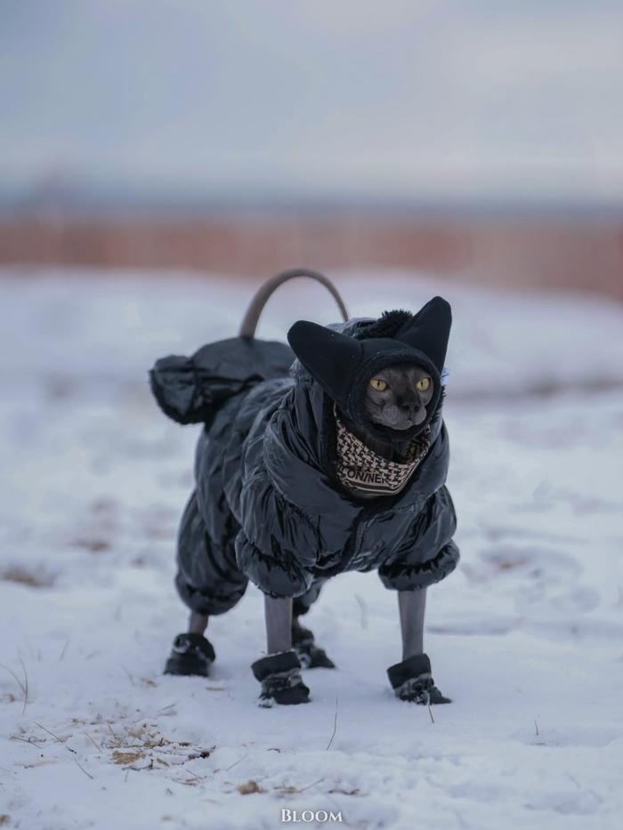 �����c ������. �����������