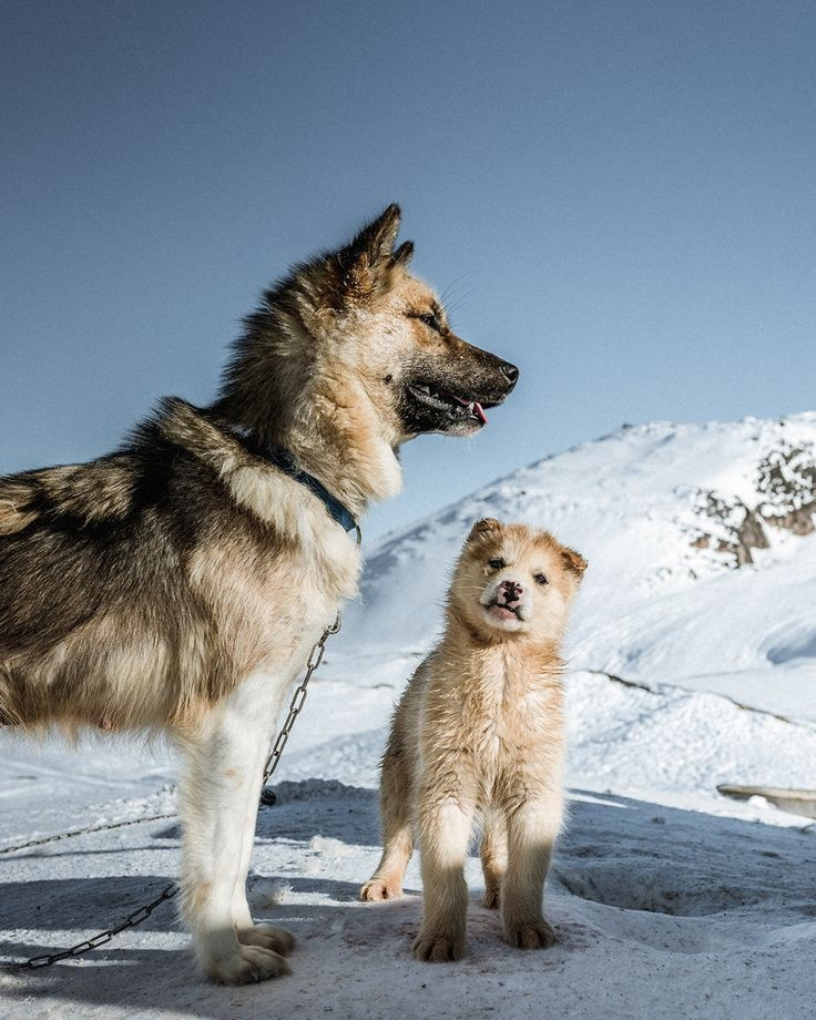 Greenland is closer to Russia than the capital Nuuk is to the neighboring town. How is this even possible? Interesting facts about this mysterious land. - Series Cognitive, My, Country, Planet Earth, Past, Land, Russia, Greenland, USA, Geography, Facts, Informative, Around the world, Europe, The photo, Want to know everything, Longpost