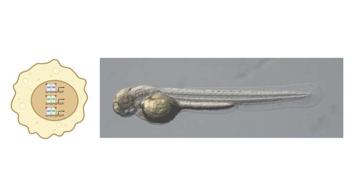 ����������� ����������� �������� ����- � ������������� MR/GR � ���������������� ����������� ������� ����� ����� � �������� 3 ����.