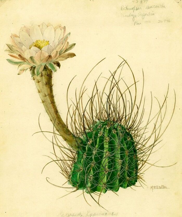 ���� �. ����. ����������� �� ����� �The Cactaceae�, 1912 �. ���� � ����� <!--noindex--><a href="https://pikabu.ru/story/botanicheskiy_illyustrator_m_ye_iton_13589450?u=http%3A%2F%2Fpinterest.com&t=pinterest.com&h=2ff2c69448f2e8e1907ad321a6afe8f2b378d982" title="http://pinterest.com" target="_blank" rel="nofollow noopener">pinterest.com</a><!--/noindex-->.