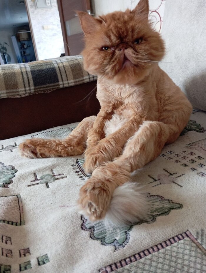 ��������)