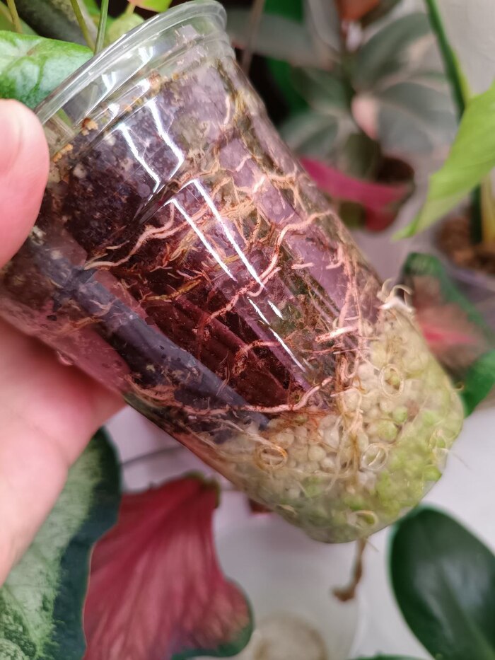 Pink Beauty ���� � ������ ����/������(���� - ����� ��������)