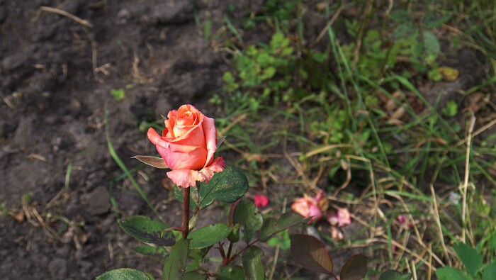 �������� ����