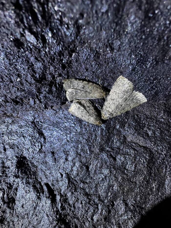 Зимующие мотыли