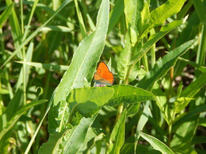 �������� ��������. ��������� ��������� (��, ��, � �� �����). �����