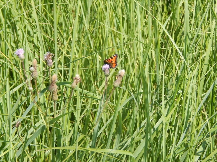 ����������, ��������� ���������.