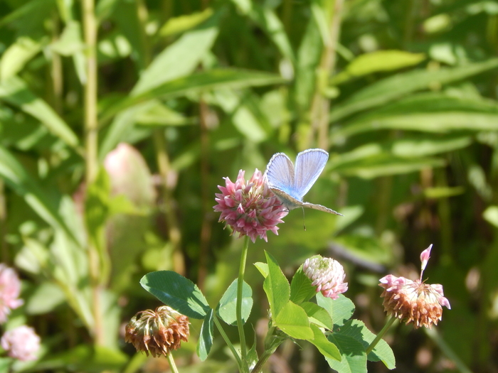 ����� ��������� ���� �� �������. ����� - ����������. ����� ��������� ����������������� � ������� ������ �������.