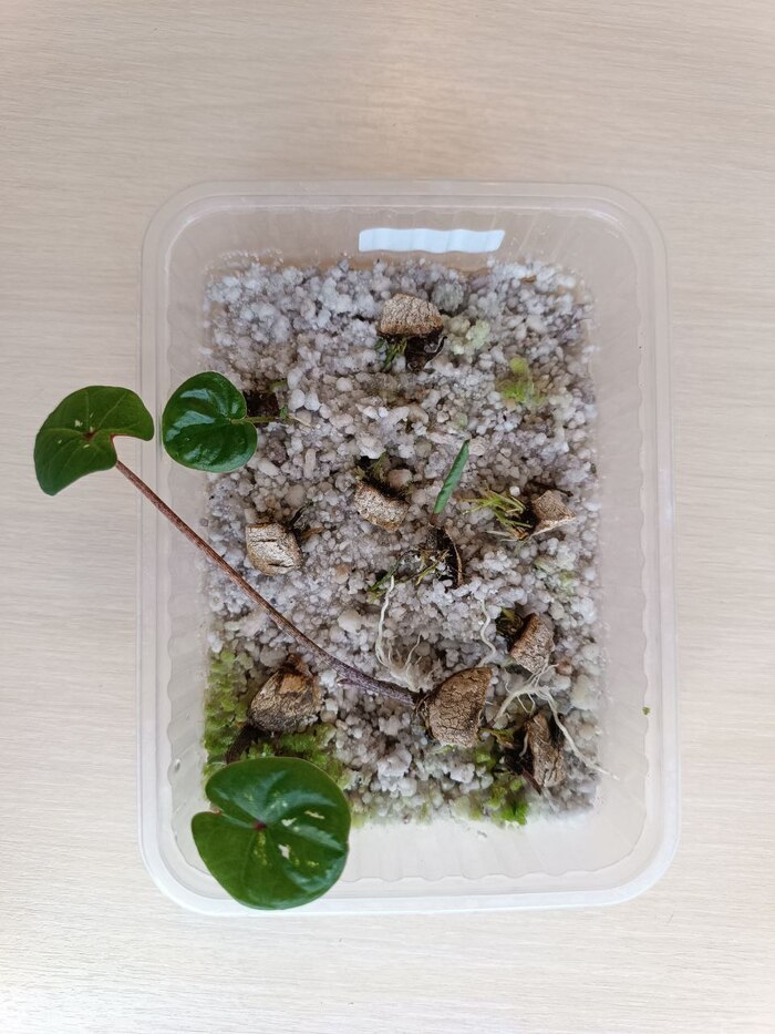 ���������� ������� ����� Seafoam Pink 