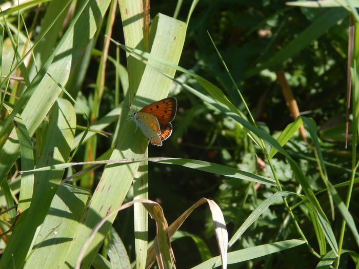 � ��� ��� �����, ���� �������� ��������.