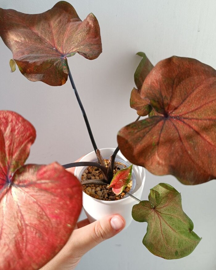 ������� ����� � ����� �������� ��������� ��� �������� 