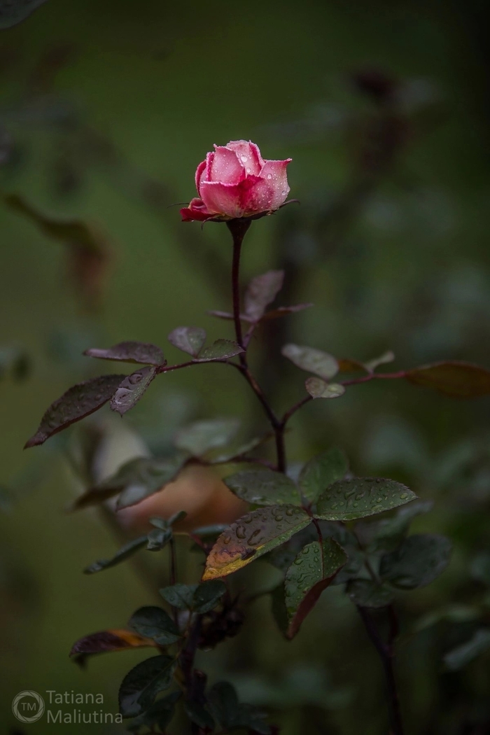 ���� �� �������� ������