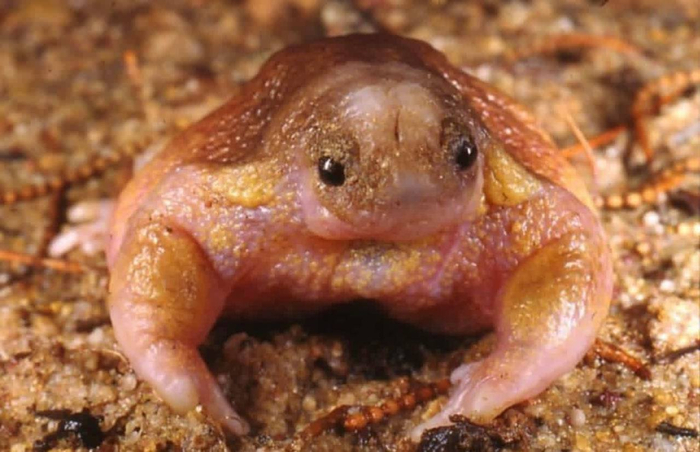 ��� �������-�������� �� �������� ���������