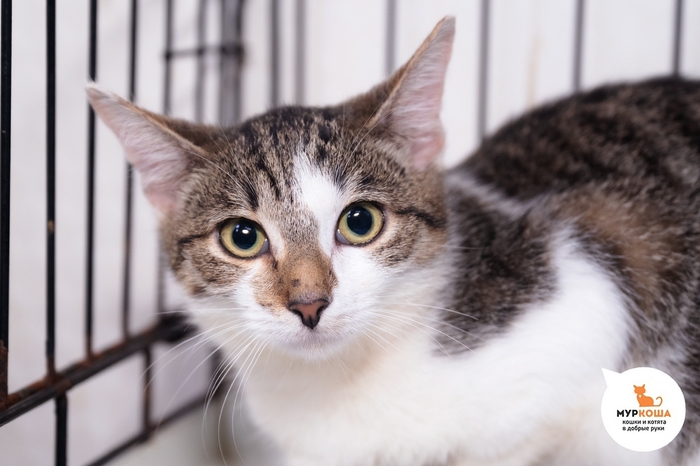 Котёнок-девочка Балалайка, 8 месяцев, приехала с передержки.