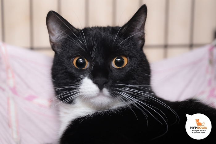 Кошка Элора, 2 года, найдена на улице.