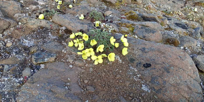 �� ����� ����