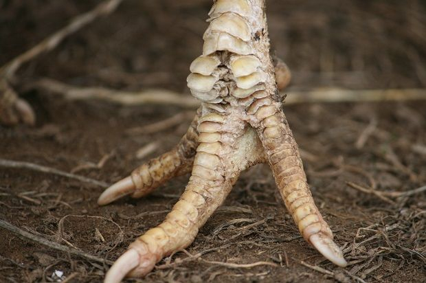 ����������� ���� - ����� �� �����