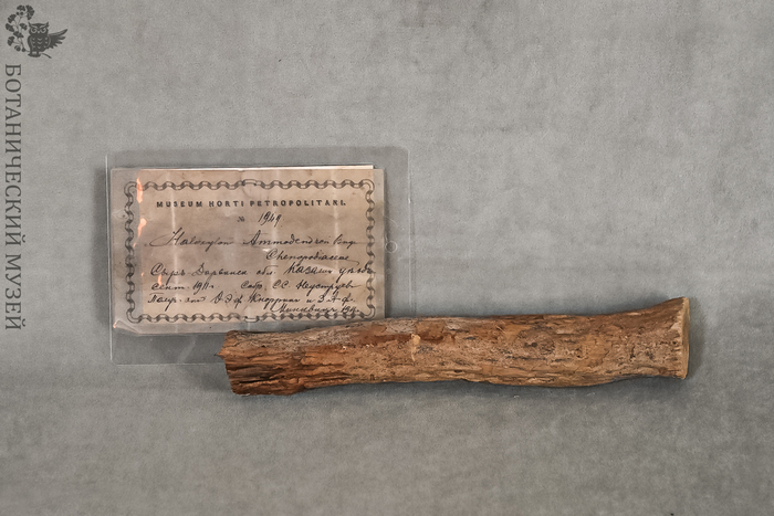 Древесина зайсанского саксаула, привезенная О.Э. фон Кнорринг и З.А. фон Минквиц из экспедиции Переселенческого управления. Из фондов Ботанического музея БИН РАН.