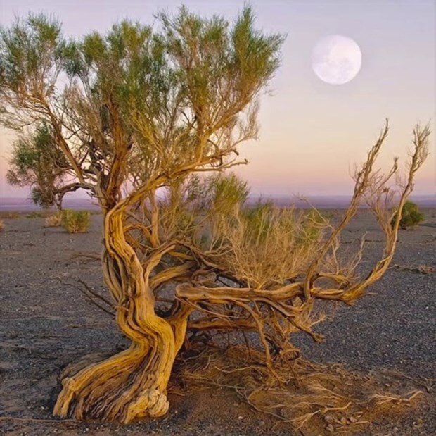 Зайсанский саксаул. Фото с сайта <!--noindex--><a href="https://pikabu.ru/story/saksaul_zaysanskiy_13595765?u=http%3A%2F%2Fislam.kz.ru&t=islam.kz.ru&h=f8d4bbc65bfd9865104bf917e1778992f68eeb3e" title="http://islam.kz.ru" target="_blank" rel="nofollow noopener">islam.kz.ru</a><!--/noindex-->.