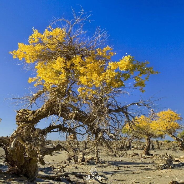 Зайсанский саксаул с желтыми плодами. Фото с сайта <!--noindex--><a href="https://pikabu.ru/story/saksaul_zaysanskiy_13595765?u=http%3A%2F%2Fdreamstime.com&t=dreamstime.com&h=b21c69dc6e1c855b67508a54b98ad221878515fb" title="http://dreamstime.com" target="_blank" rel="nofollow noopener">dreamstime.com</a><!--/noindex-->.
