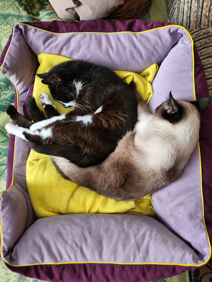 В любой непонятной ситуации Манишка ложится спать. Либо ситуация станет понятной, либо хоть выспится.