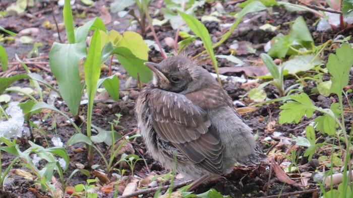 ������ ��������� � ������ ������� ����������, 9 ��� ��� �� �����. ������ �� �������������� � �� ������.