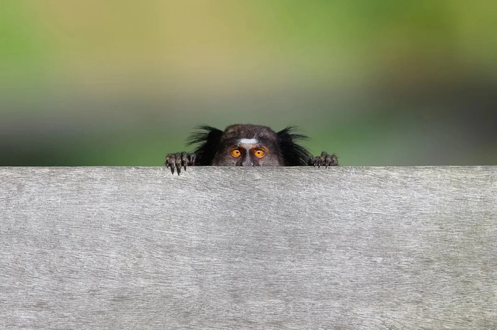 ����: Edwin Godinho (��������)