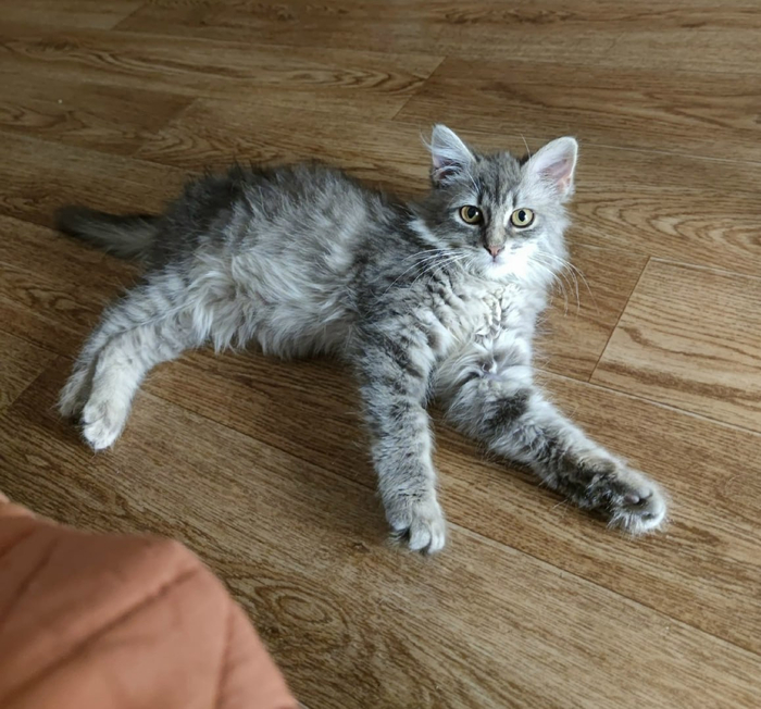 ��������� �������