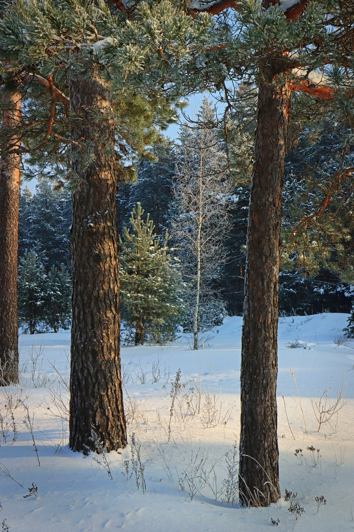 � ���� ���� ���...