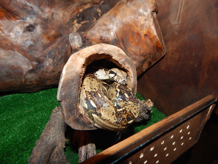 ���������� - ���������